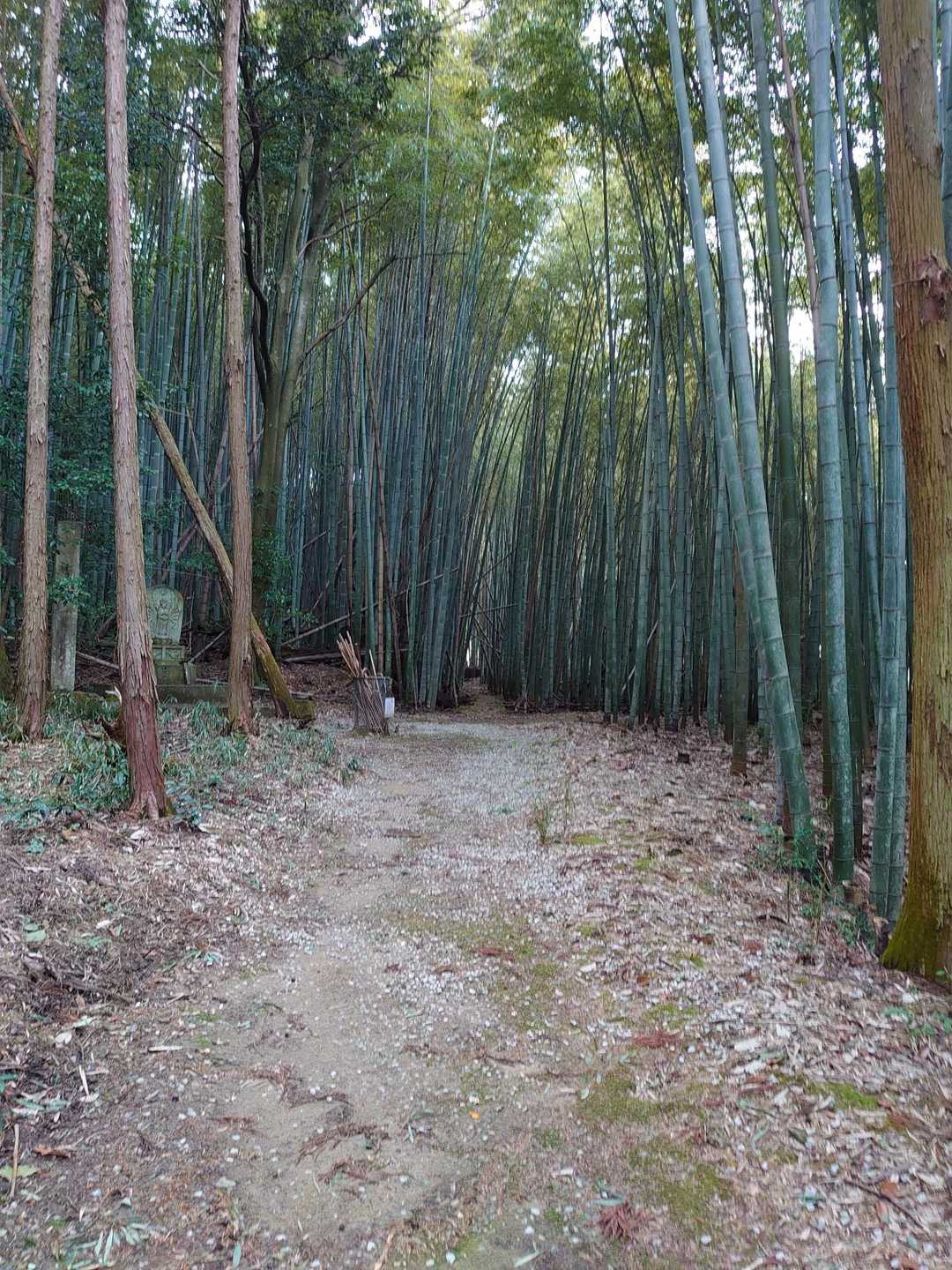 岩戸山 往復コースの写真