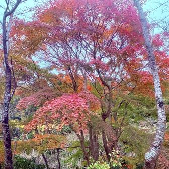 🍁も間もなく終わりのようです。