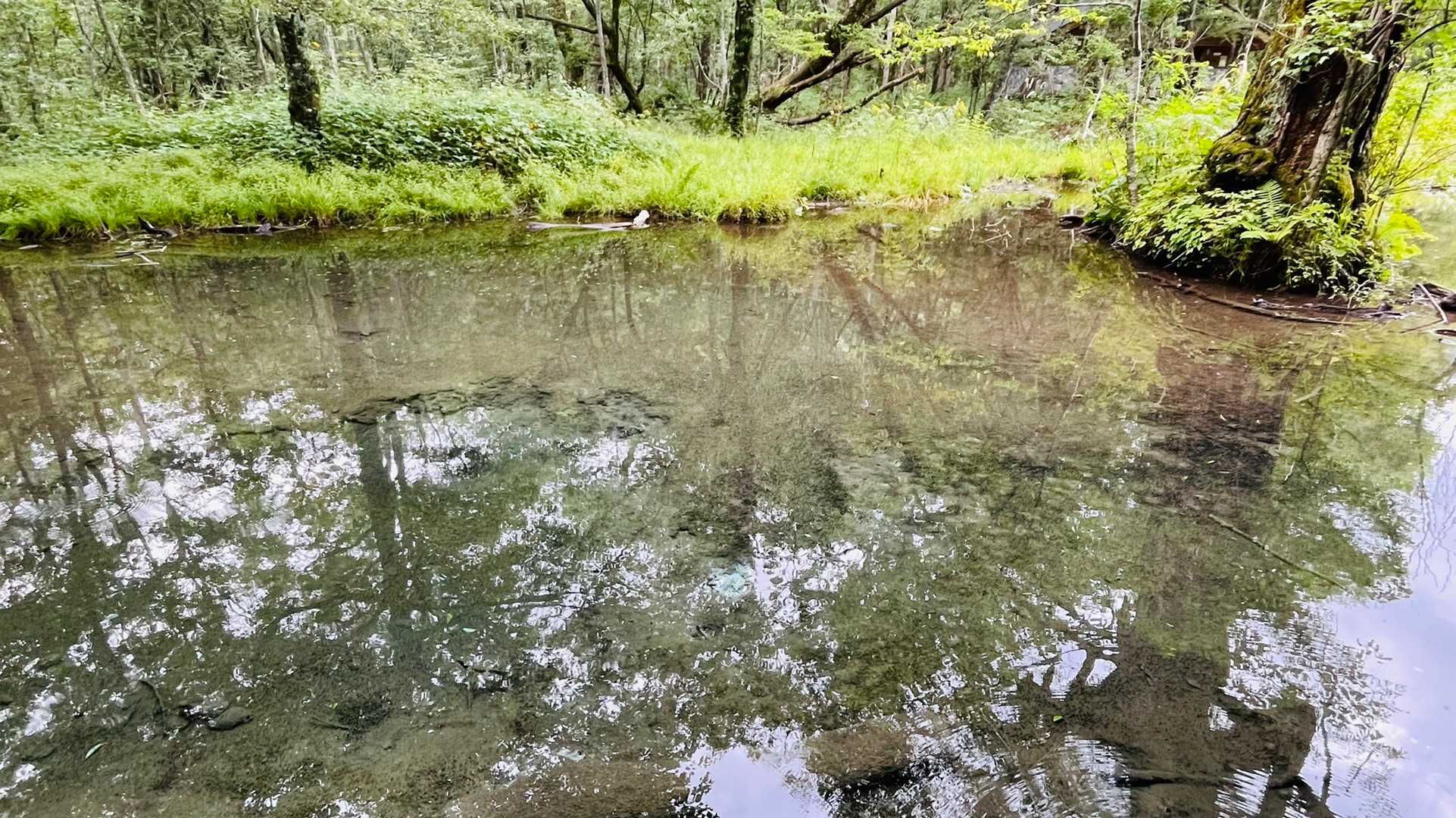 中心の白いところから湧いています！