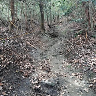 長等山頂～別所(長等山最高点)へ。
写真では表せない、割と😅急登