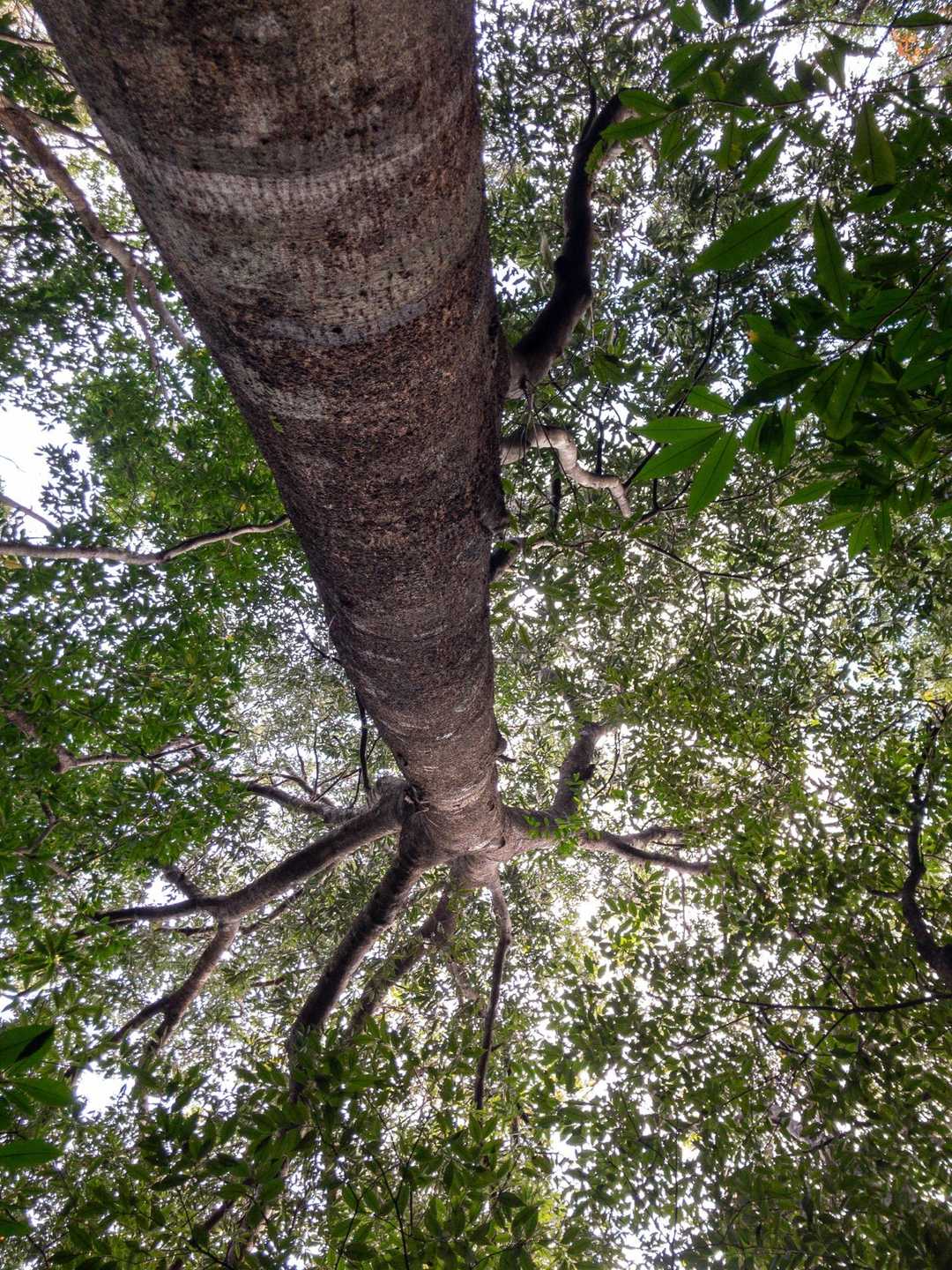 大ウラジロガシが密集するエリアに到着‼️
豊かな🌳感が凄い👏