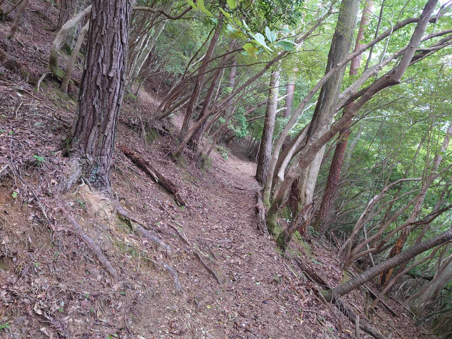 歩きやすい登山道🌿