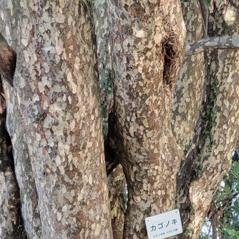 かごの木だそうですよ🌟幹がモザイクのような芸術的な木でしたよ💚