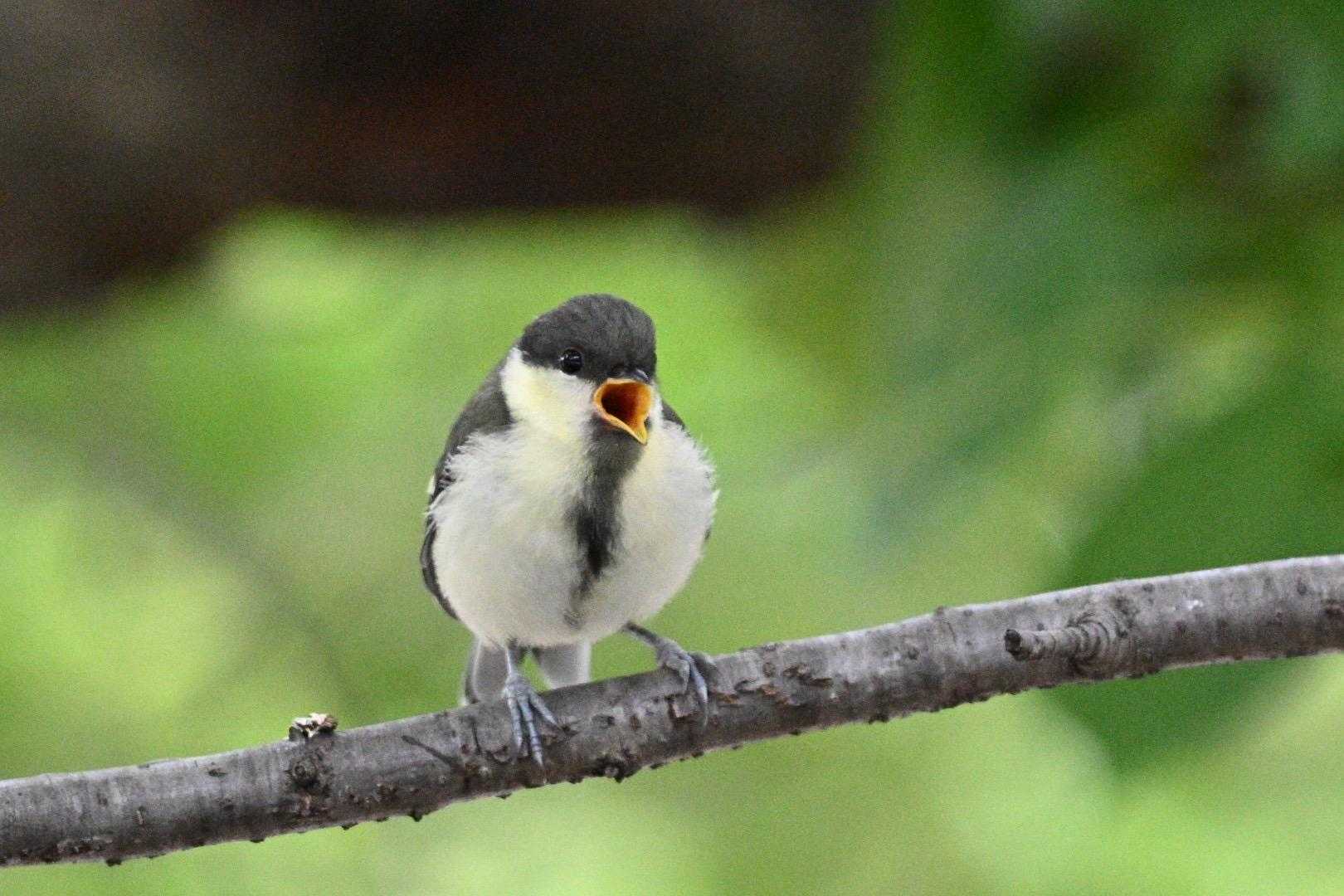 5月23日 大阪城公園にて探鳥 可愛いシ / アルクアラウンドさんの