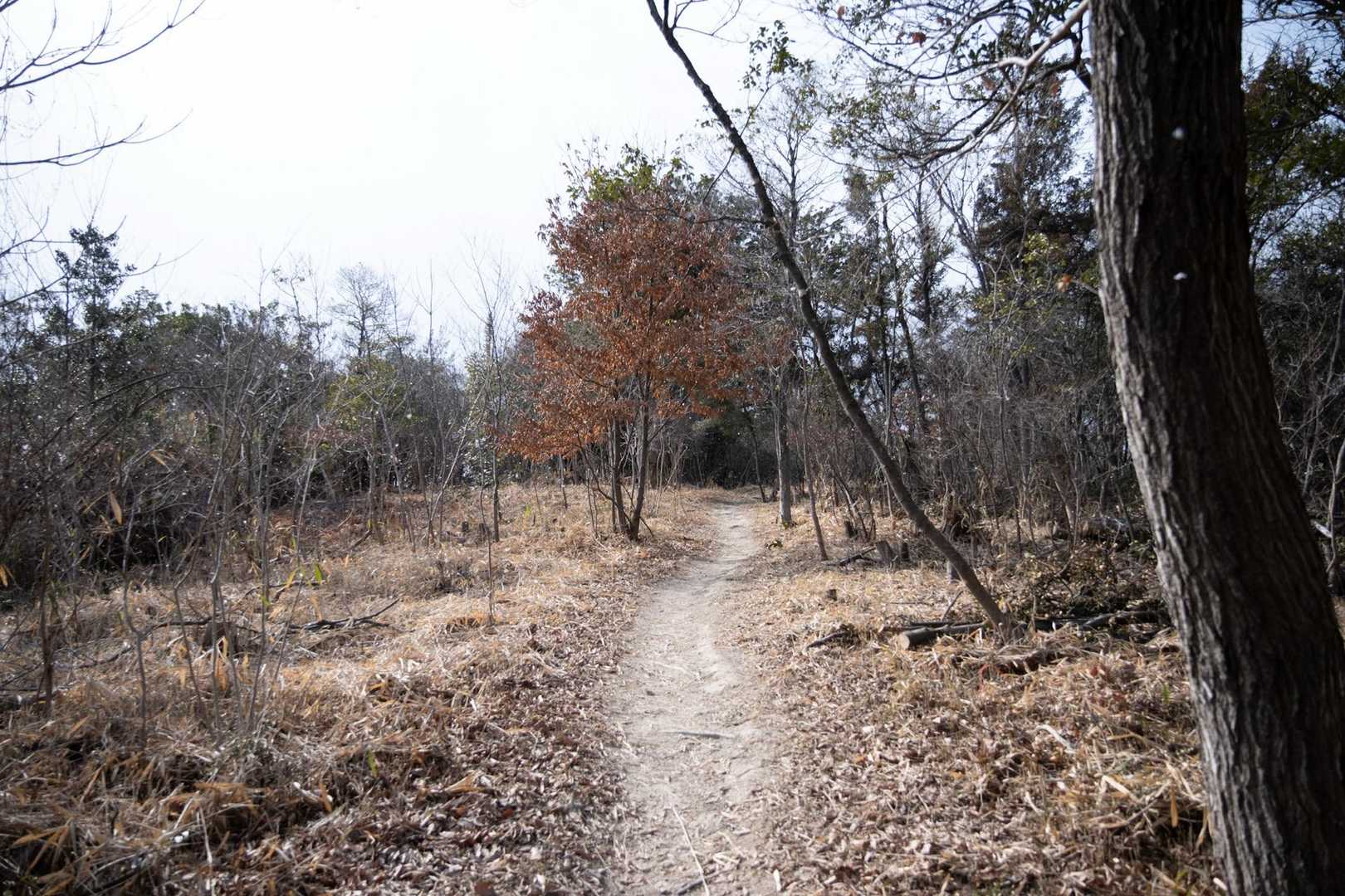 結構、伐採されてます。
登山道はスッキリ
