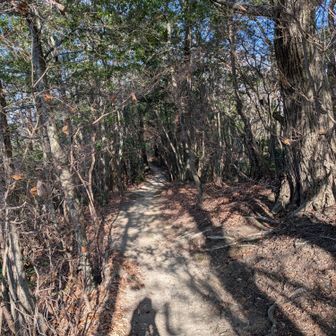 落ち葉がしっかり掃いてある美しい森コース🏃
気持ちよく走れる〜感謝🙏
