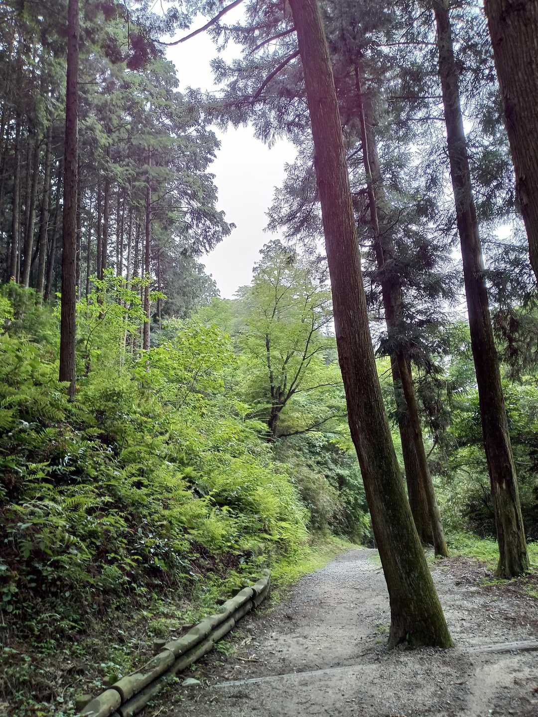 国見山登山口 往復コースの写真