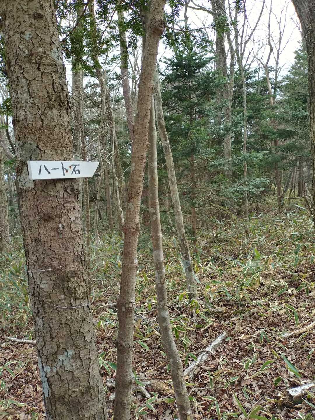 ここから周回コースで戻ります