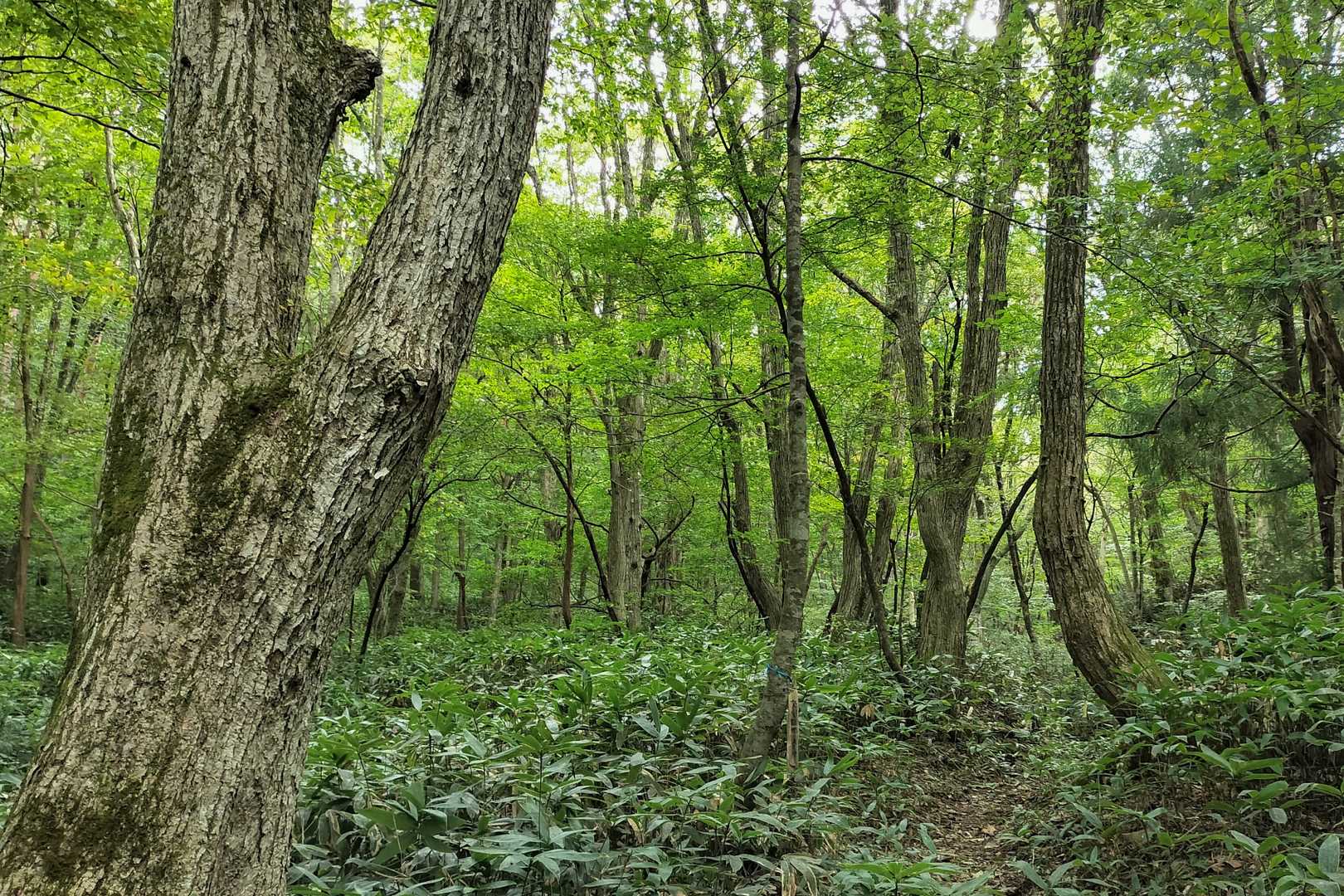 いよいよ樹林帯に入っていきます。この雰囲気の森、降り注ぐような緑に洗われるようです。