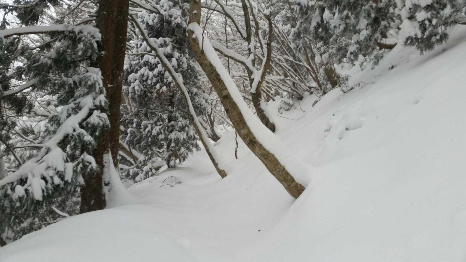 トレースが尾根筋に続いていたが、登山道はこちらなのでここからラッセル。脛の真ん中あたりの深さ。大したことはない。（と強がり）この上で再びトレースと合流。