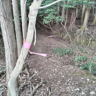 やっとテープ発見