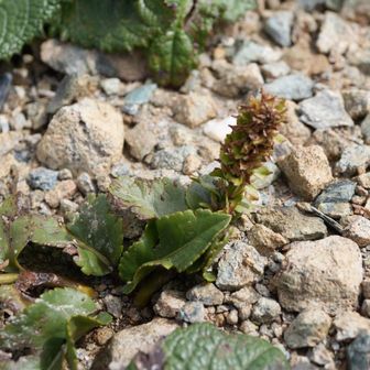 ユウパリソウの花茎が残っていた