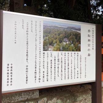 亀甲山（かめがせやま）とある。神域の香取神宮の森。フウランは貴重だな