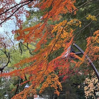 摺鉢山の紅葉🍁