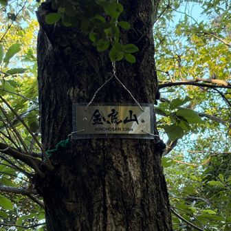 金鳥山⛰️