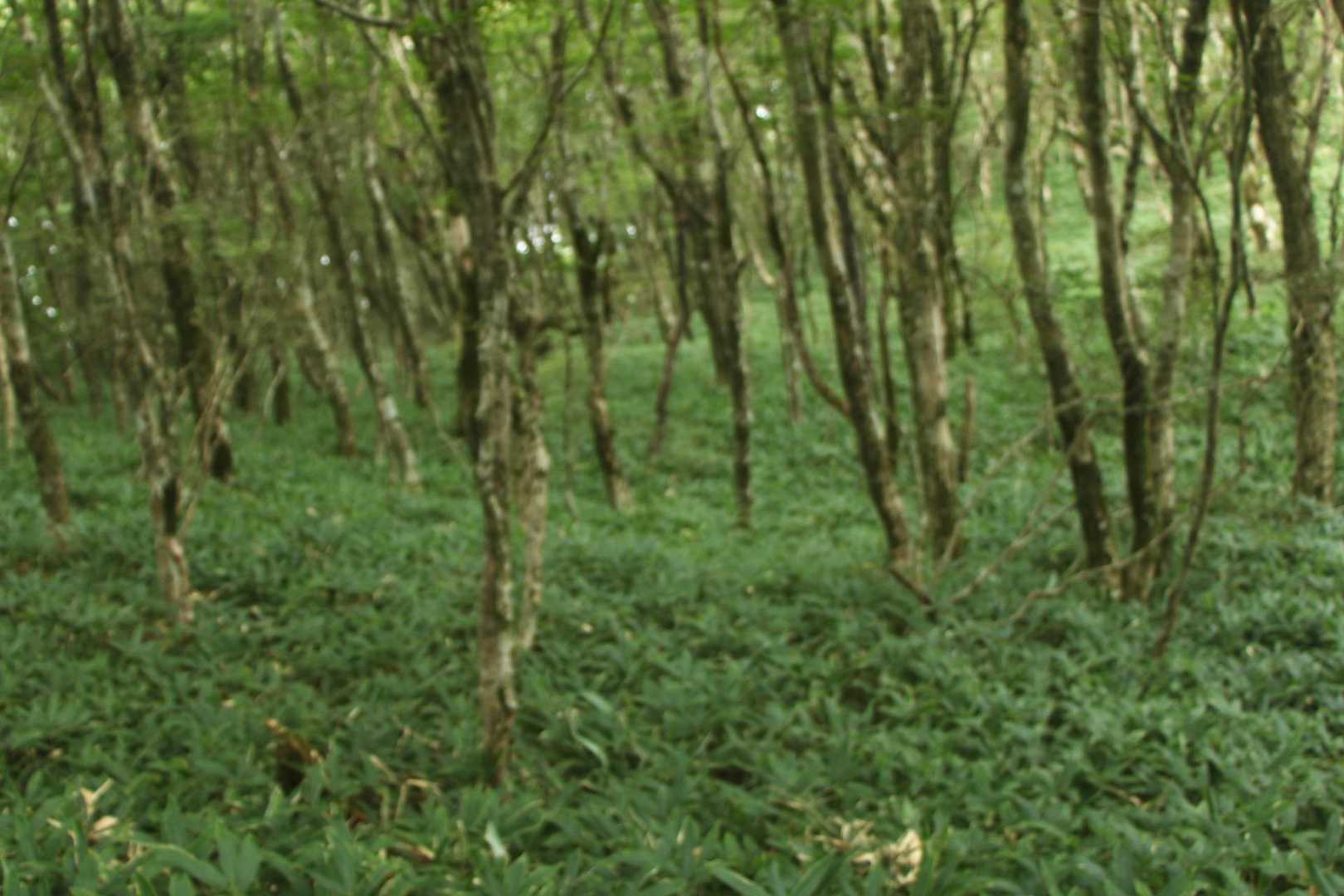 笹の緑が優しいです♪