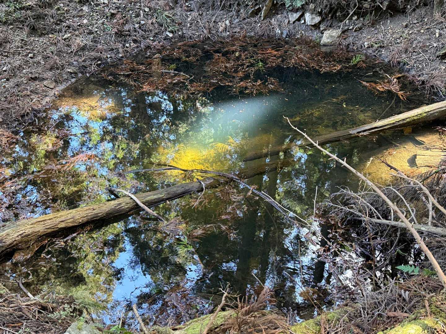太陽の光が射して、池底まで見えます