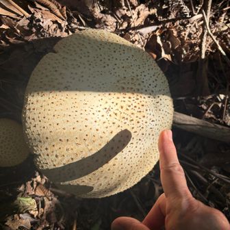 直径20cmくらい😳
たぶんコイツ🤔と同じ⁇のが、わか家の駐車場に突然出現