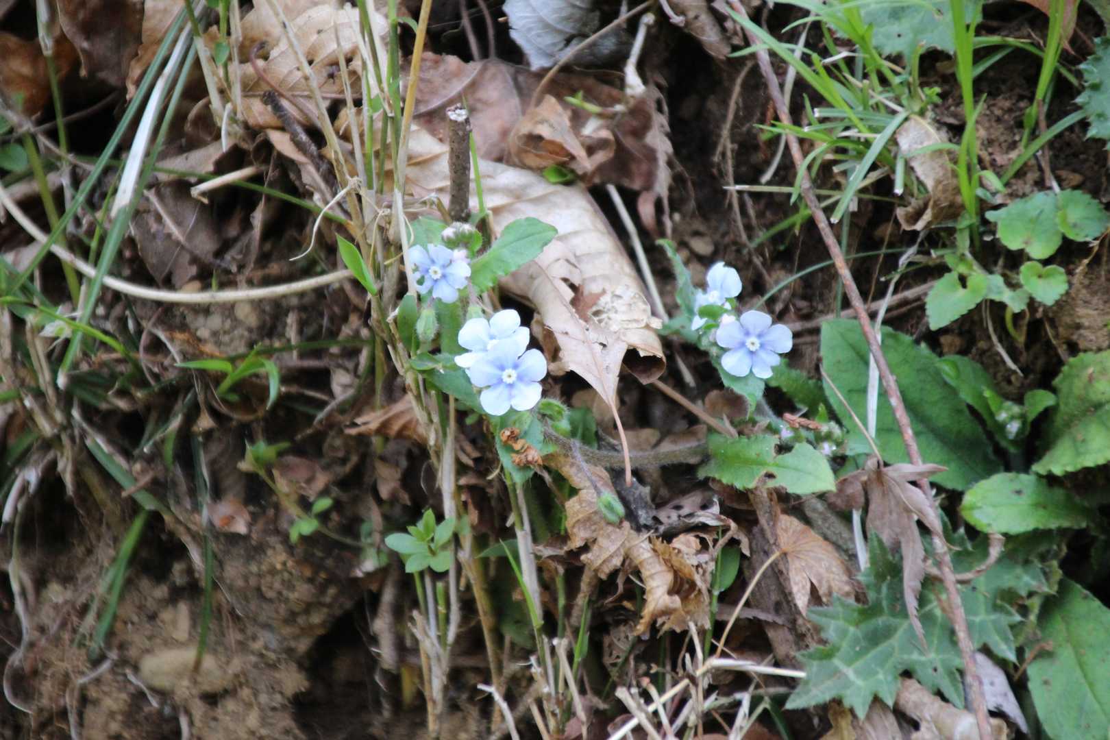 蓑毛バス停-大山-ヤビツ峠 周回コースの写真