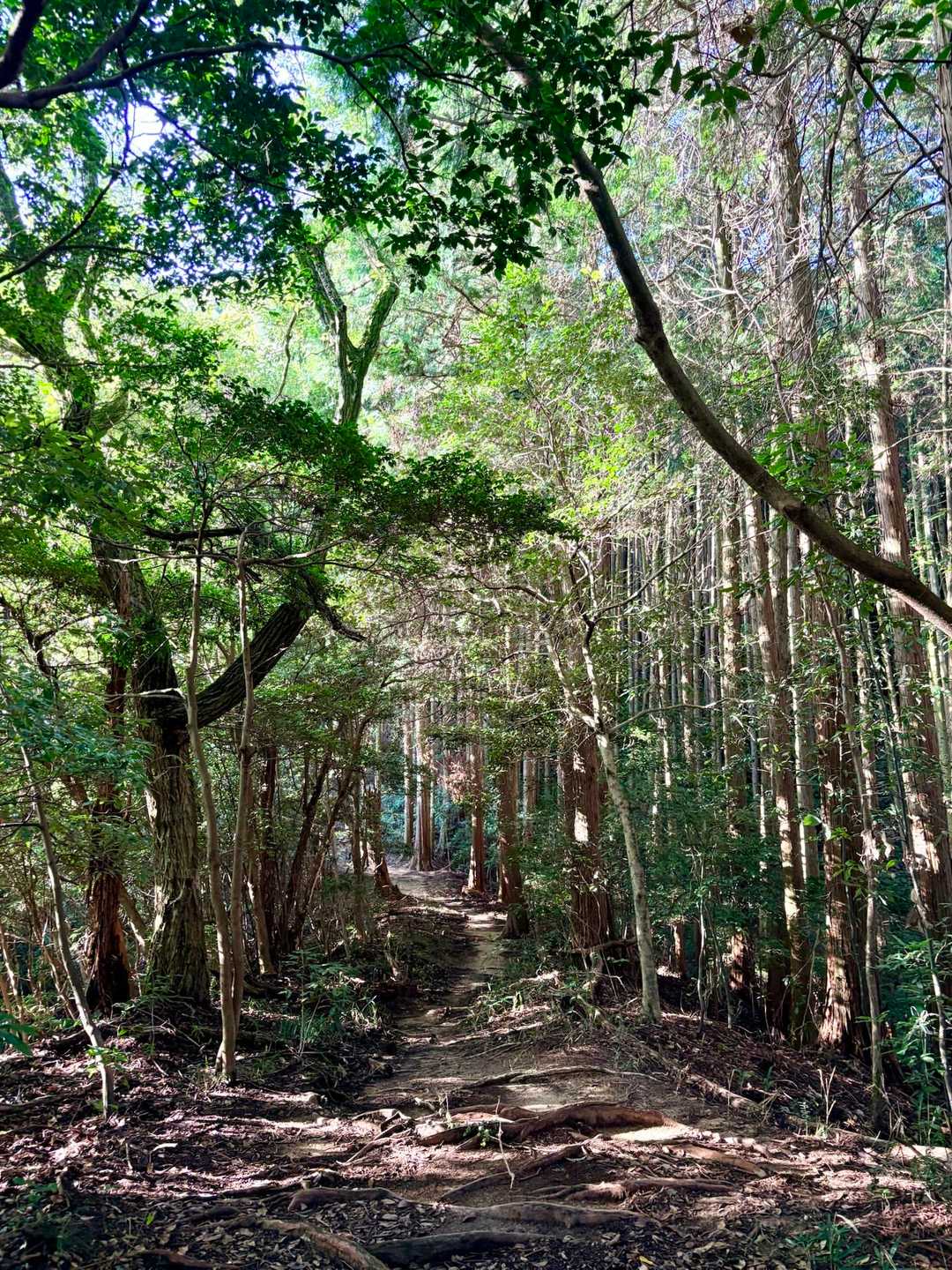 鈴が峰も寄りましょう
平坦で歩きやすい