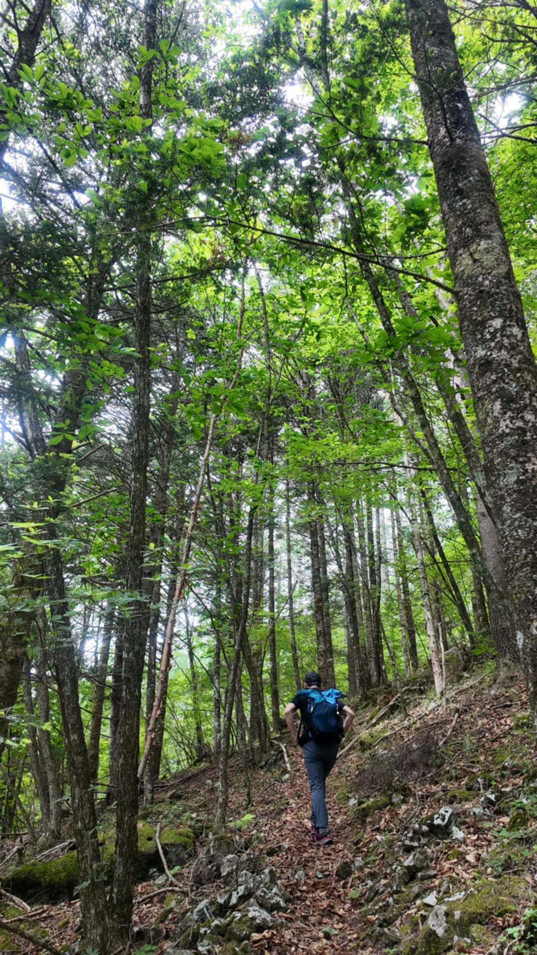 【フラット登山】ささやかでかわいらしい山梨の宝物・乙女高原の写真