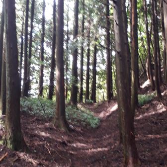 尾根まで登ってきました。