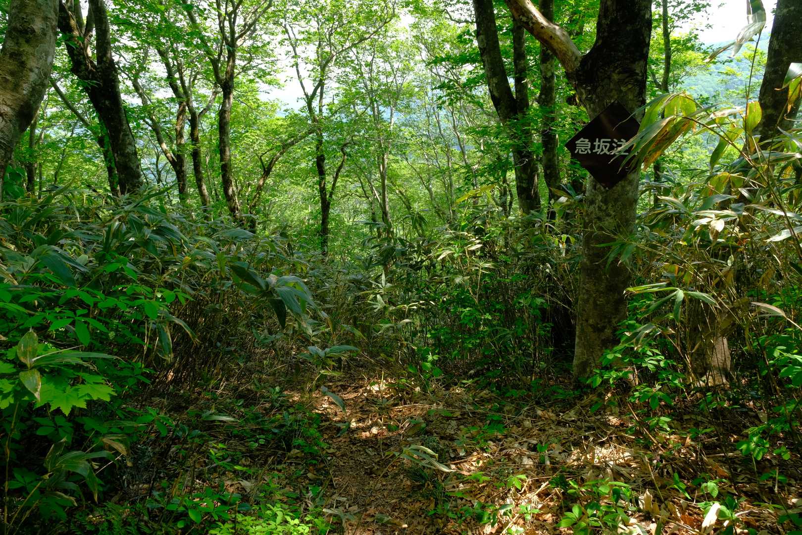 いったん登山道は緩やかになるものの、すぐに再び急な下りに差し掛かる。ここは大変滑りやすいため、しばしば登山道脇の笹につかまりながら慎重に下ることとなった。