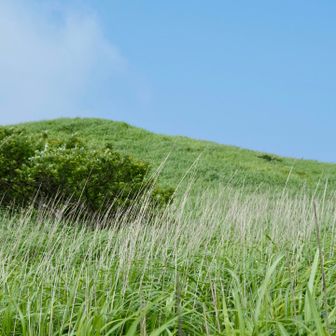 秋には　ススキ野原になります😁