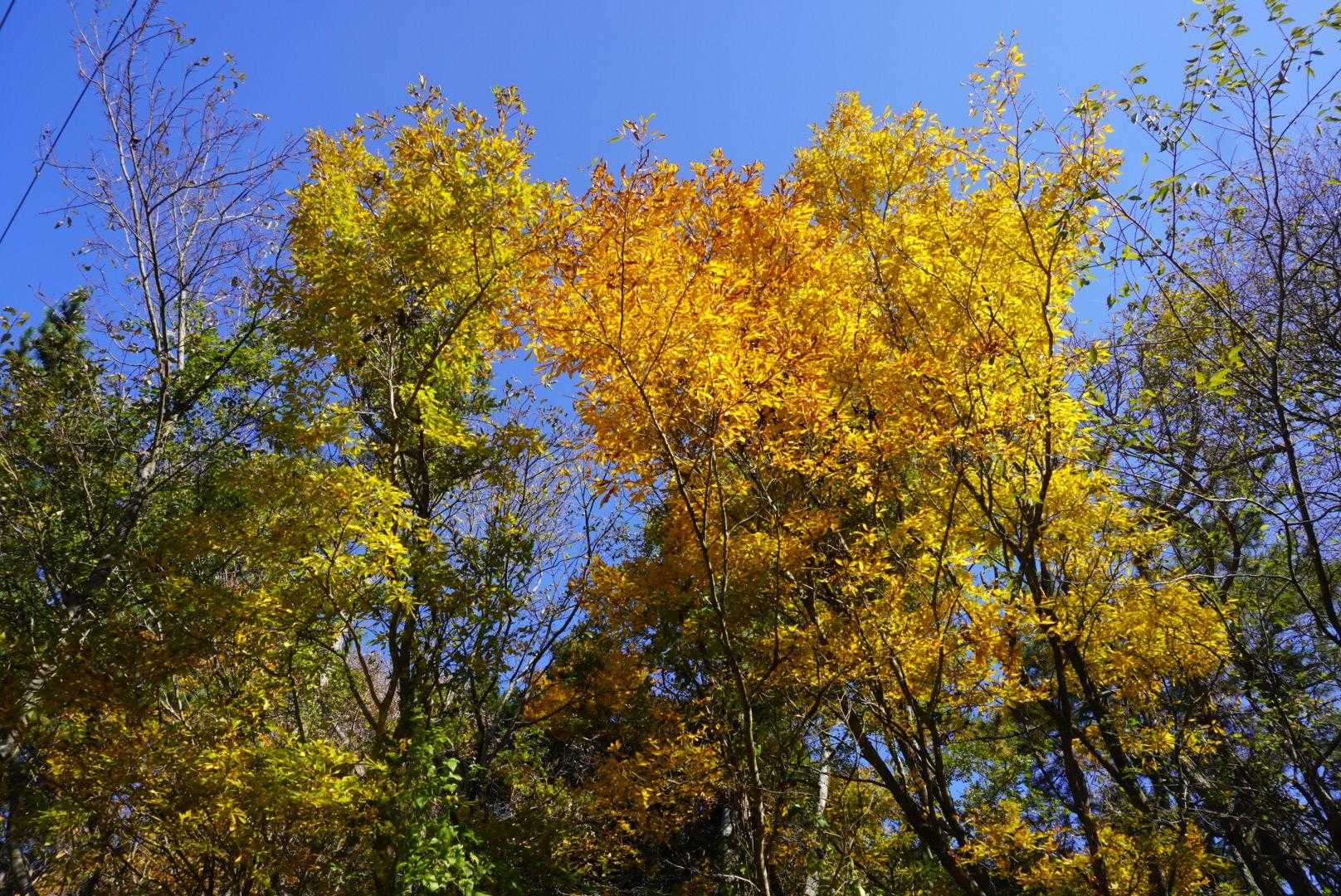 紅葉を楽しみながら林道歩き