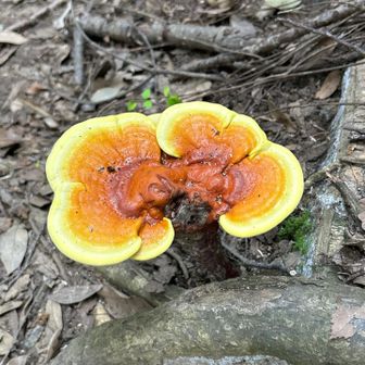 変な🍄‍🟫