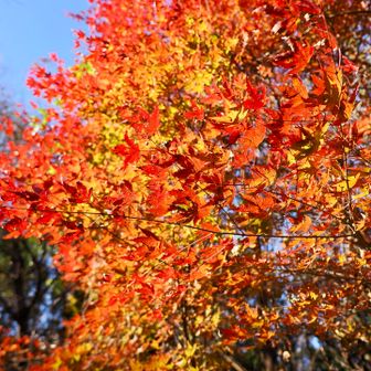 遠望峰山山頂周辺の紅葉
