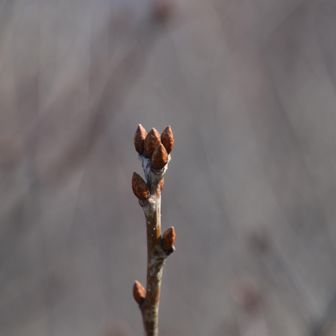春は
すぐそこまで