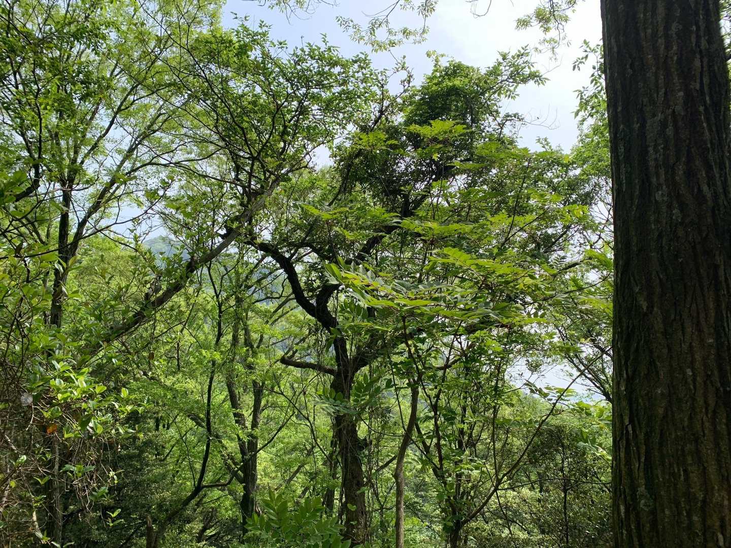 緑が綺麗