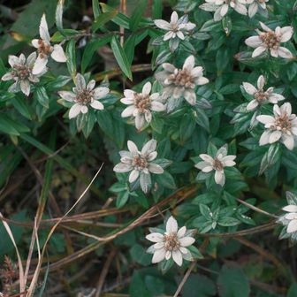 FUJIFILMのクラシックネガで撮る高山植物の雰囲気が好き
