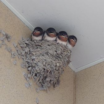 ロイヤルゴンザレス負傷兵