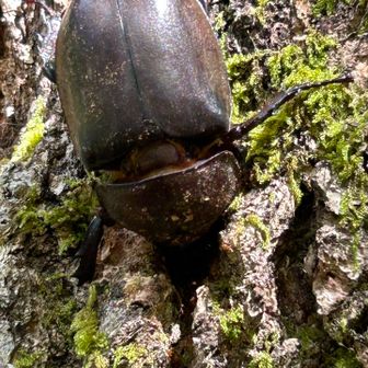 😲オッと、ため池付近の樹液スポットになんとカブトムシ♀が独占状態で鎮座してます！