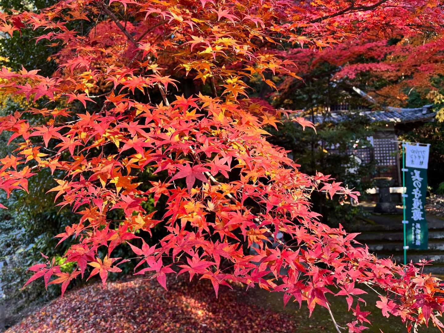 寂光院-継鹿尾山-石原登山口-大平山 縦走コースの写真