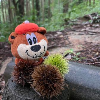 小粒な栗🌰が落ちていました
秋ですね〜🍂