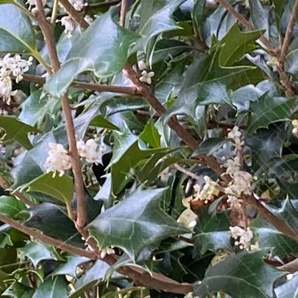 千金岩の後ろに柊　お花が咲いている