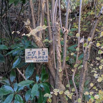 ニワトコ。ハリーポッターの誰かの杖の木。