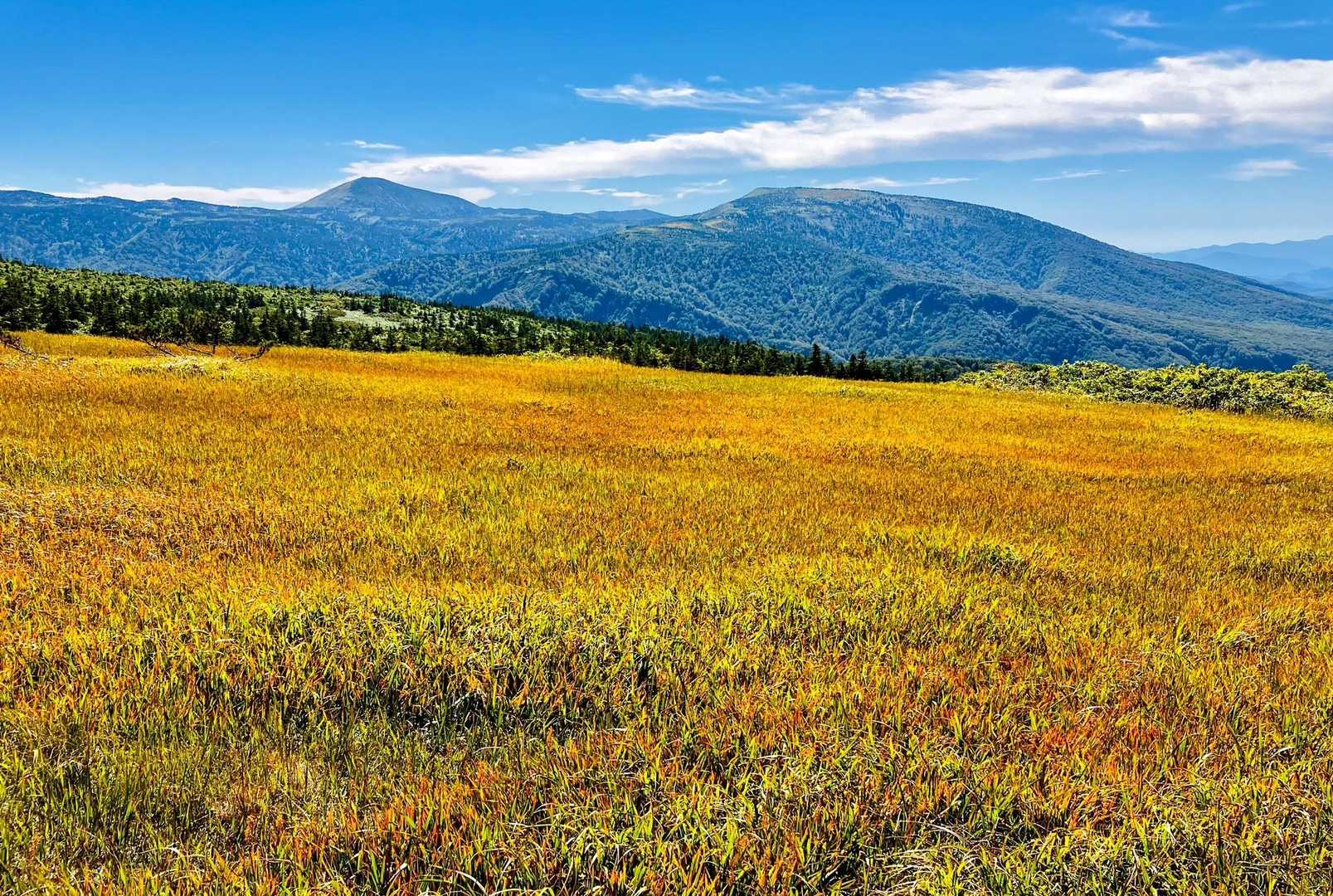毛無岱湿原経由八甲田登山道入口-八甲田山 往復コースの写真