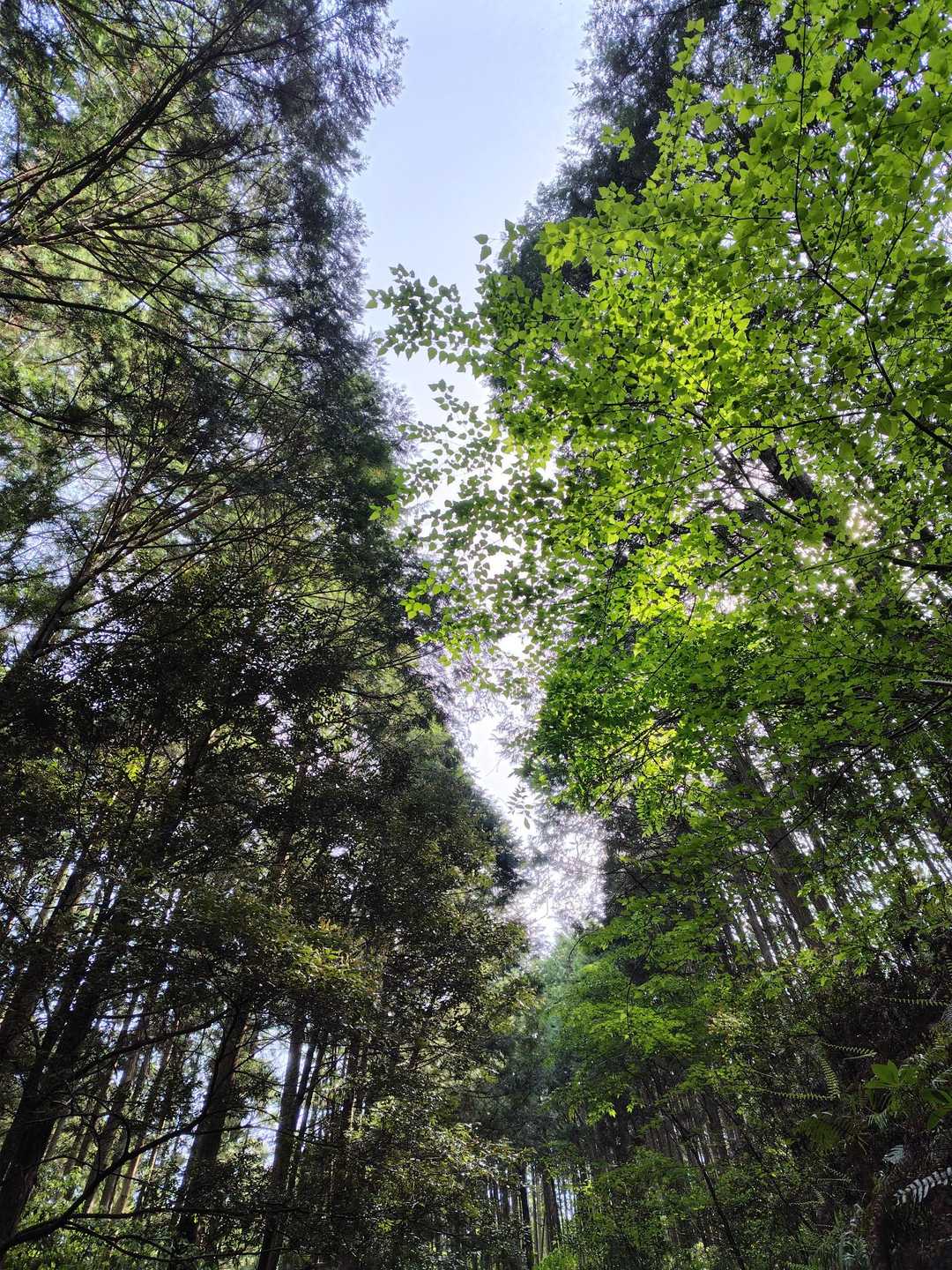 新緑で気持ちいい🌿✨