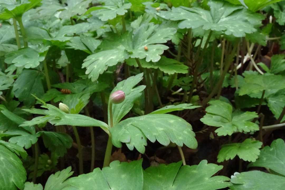 ニリンソウ・・・あと一息だった🌸