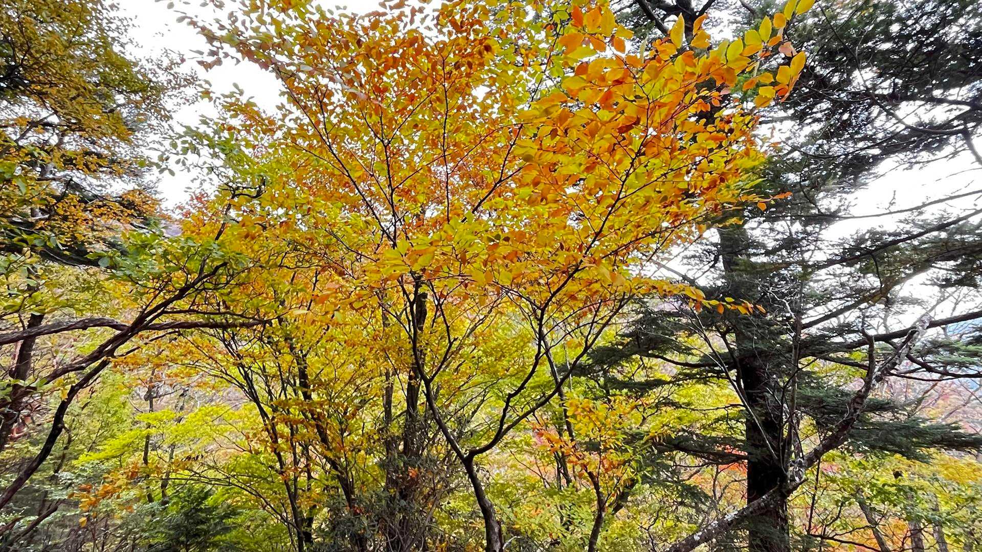 弥山登山口-弁天ノ森-聖宝ノ宿跡-弥山-八経ヶ岳-明星ヶ岳 往復コースの写真