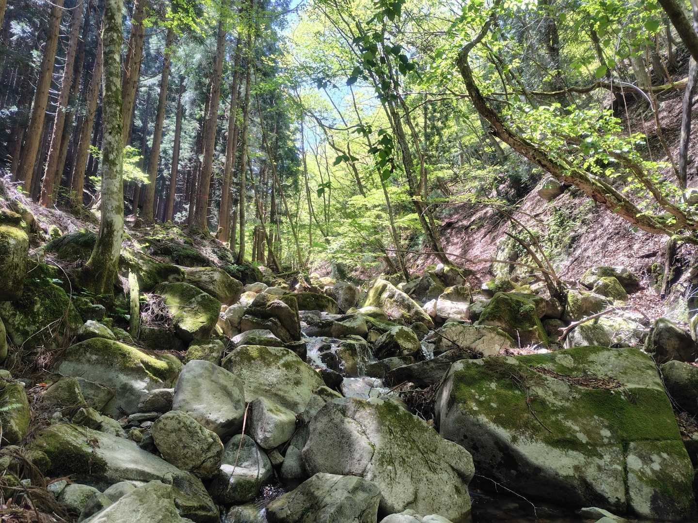 銚子ヶ口登山口-銚子ヶ口 往復コースの写真