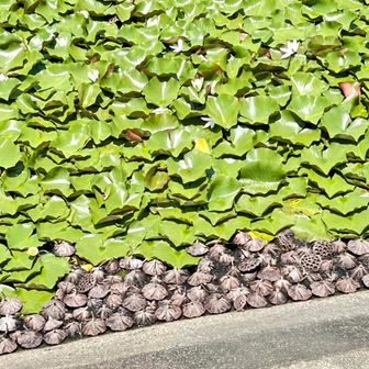子孫を残すために生き生きと頑張る者達の手前には役目を終えた抜け殻が