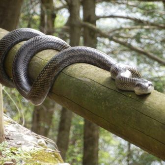 ヒマワリとヒルガオ