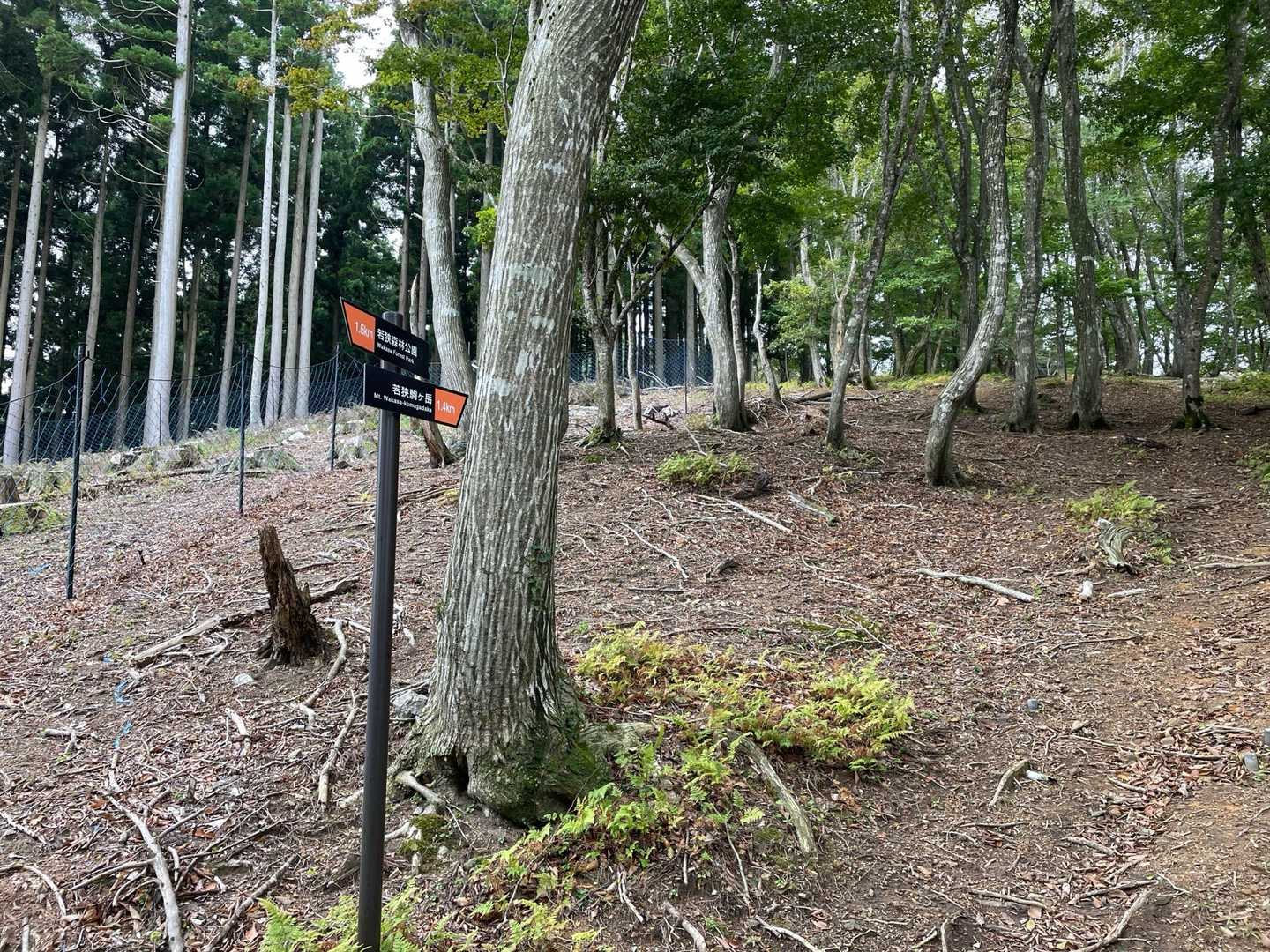 駒ヶ岳 往復コースの写真