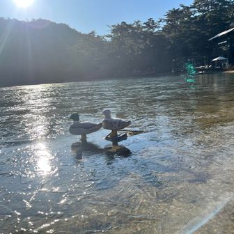 偽カモ🦆が凍りついてる😁