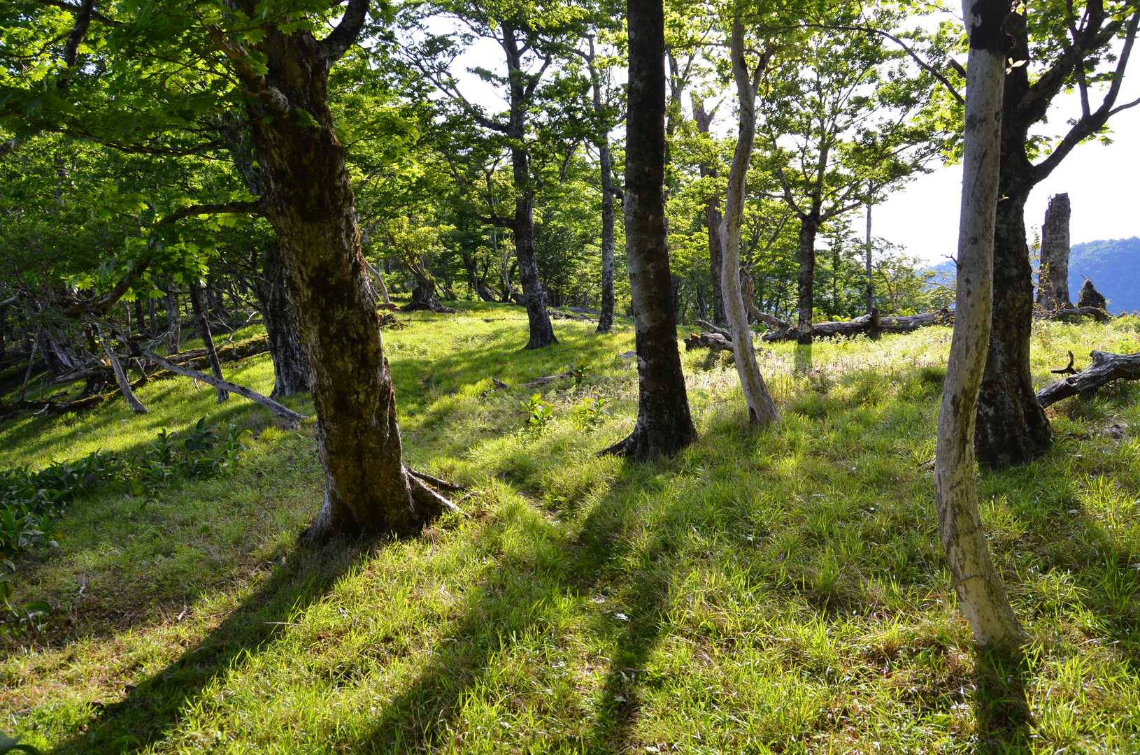 太尾登山口-古田ノ森-千丈平-釈迦ヶ岳-空鉢岳-椽ノ鼻-孔 往復コースの写真